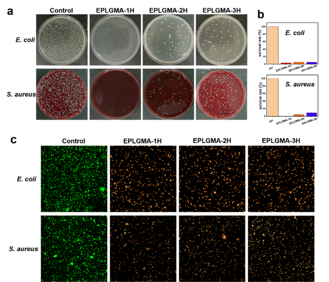 圖2大腸桿菌和金黃色葡萄球菌分別與pbs,eplgma-1h,eplgma-2h,eplgma