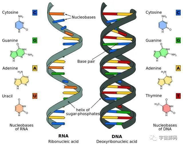 生物科学家发现人类dna存在修改痕迹其中或许隐藏了人类起源