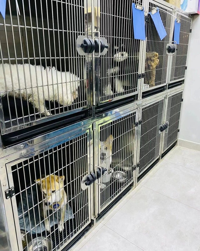 惊蛰研究所, 春节宠物寄养大热,商家赚到钱了吗?