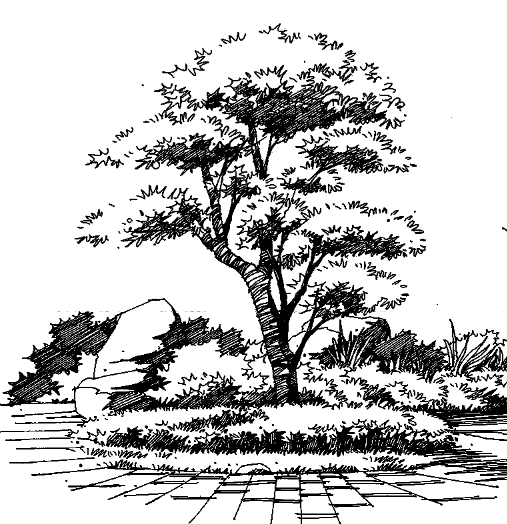 手绘基本功树木形态训练