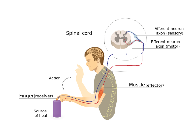 丘脑大叔, 大脑是如何感知身体以外的触觉?