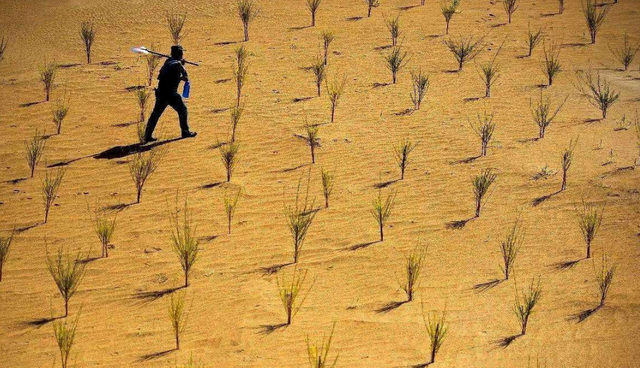 新知达人, 15万棵梭梭树没种？马云花重金在沙漠种树，对环境保护有非凡意义