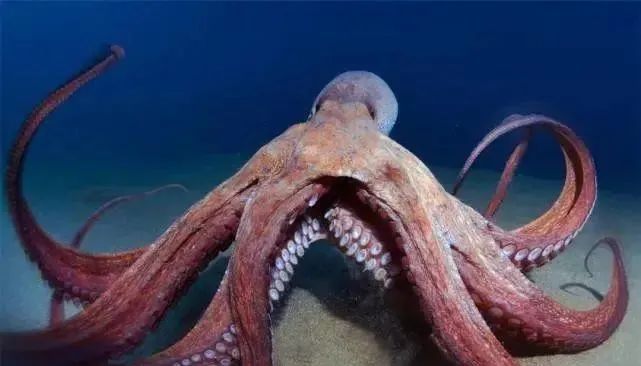 科学家发现章鱼高智商之迷可能源于与人类大脑相同的分子