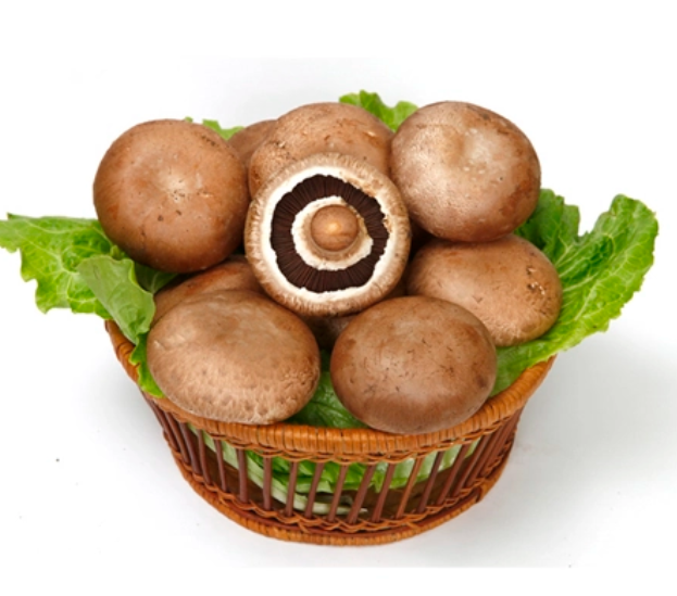 棕褐桩菇图片