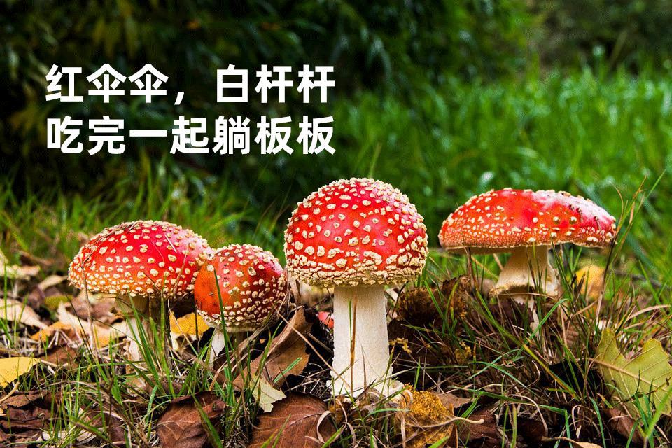 白杆杆红伞伞蘑菇儿歌图片