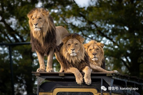 新加坡監獄冠病大爆發動物園獅子感染群擴大