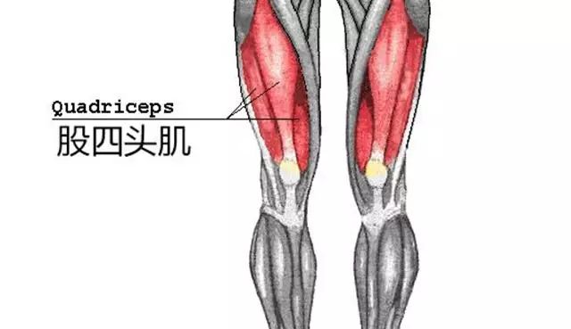 股四頭肌腱損傷