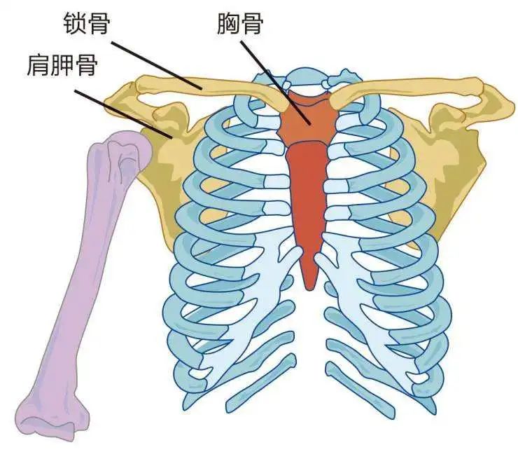 肩胛骨位置位置图图片