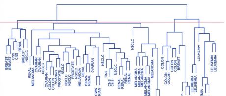 K-means和层次聚类分析癌细胞系微阵列数据和树状图可视化比较