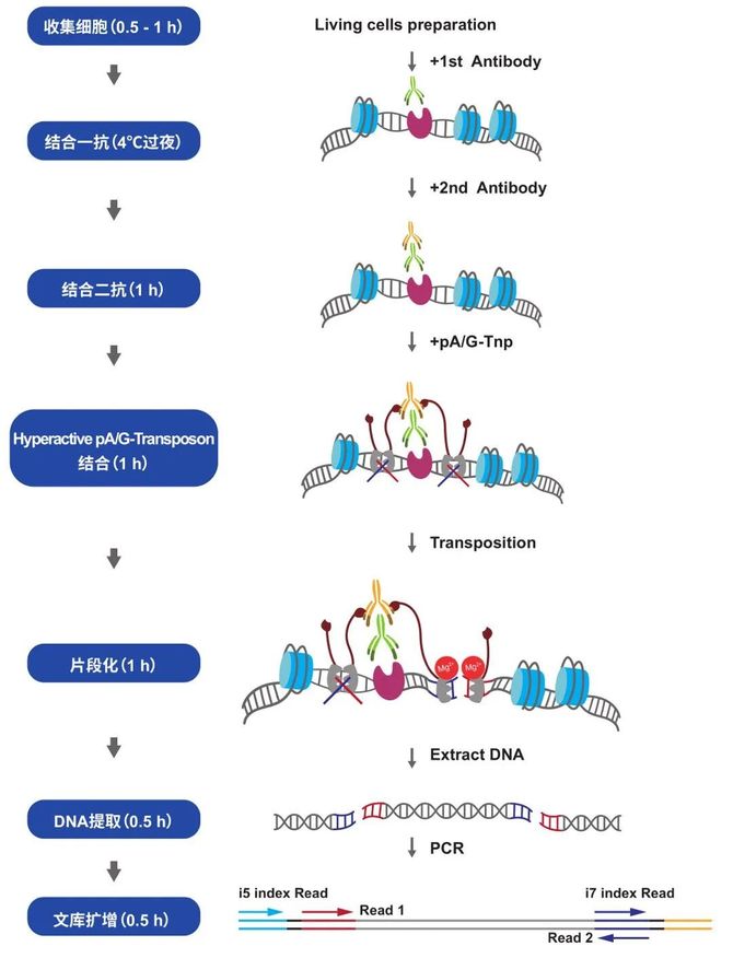 CUT&Tag：DNA蛋白质互作研究“革新”技术，引领微量细胞表观遗传学_测序中国商业新知