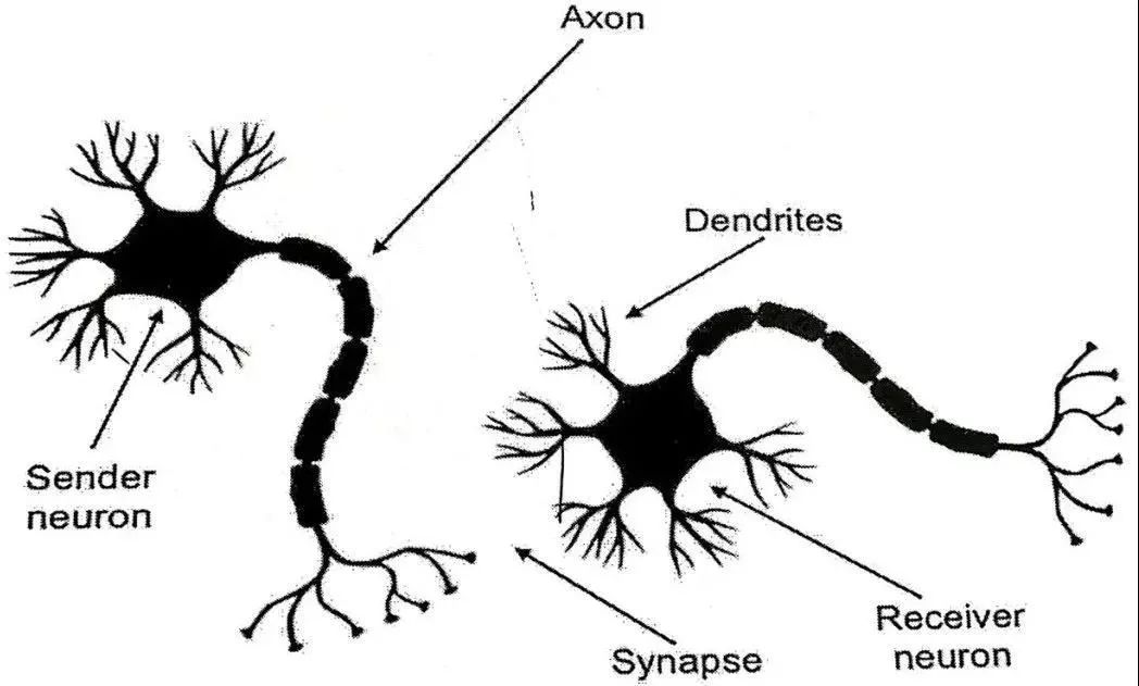 神经元有分支,像树枝一样的叫树突,它的作用是接收信号,另外还有一个