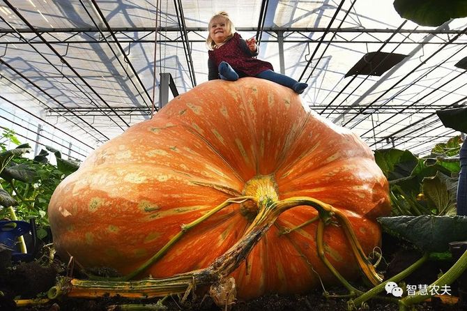新知达人, 一吨多重的巨型大南瓜你见过吗?