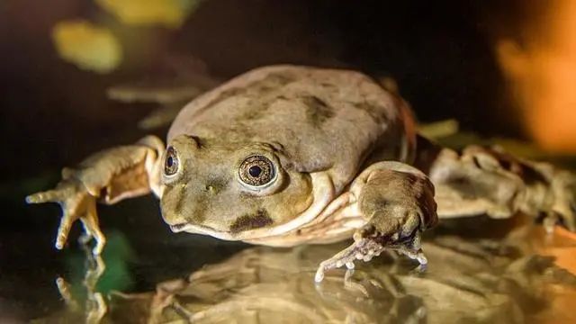 【生物】世界最大青蛙命运太惨!只因能壮阳差点被吃灭绝,专家出手了