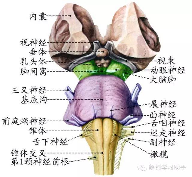 解剖 脑干的解剖与功能 康复知音 商业新知