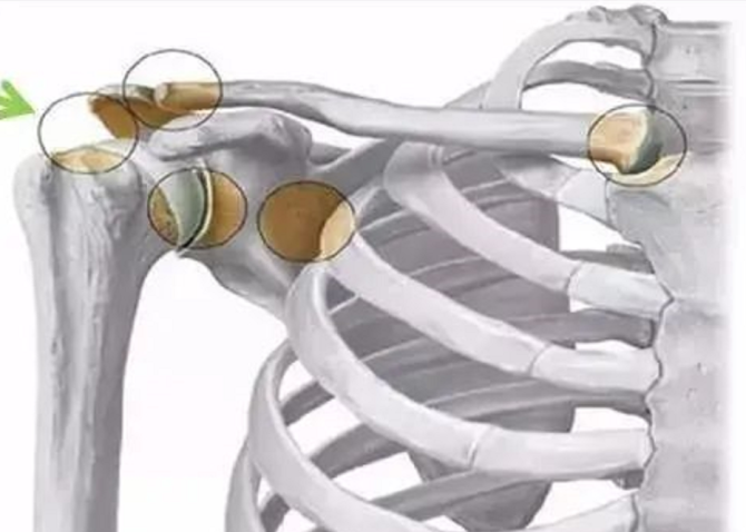 新知达人, 肩周炎相关解剖、评估和治疗