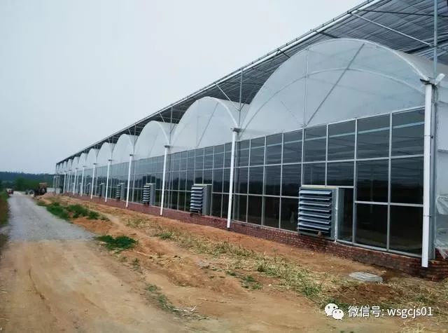 造价经济 使用范围广的薄膜连栋温室大棚如何设计建造 温室工程技术 商业新知