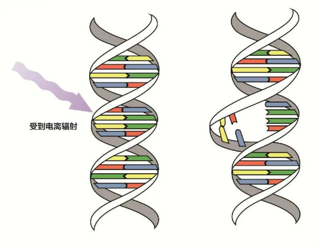 生物 日本惊现双头龟