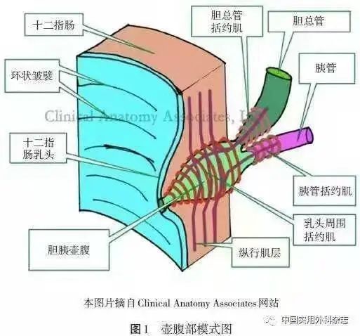 壺腹周圍癌or胰頭癌?_超人james-商業新知