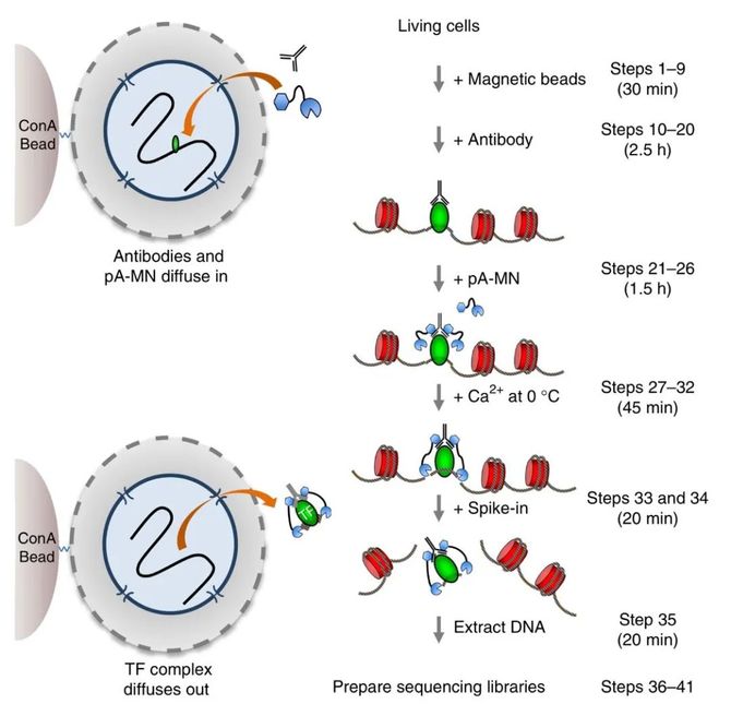 CUT&Tag：DNA蛋白质互作研究“革新”技术，引领微量细胞表观遗传学_测序中国商业新知