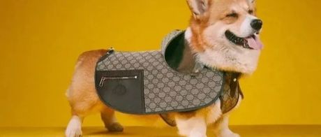 Gucci正式入局，奢侈品为什么要布局1000亿宠物市场？