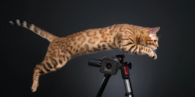 新知达人, "小豹子"也有基因遗传病? | 探秘宠物基因