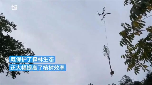 湖北十堰用无人机“飞天种树”