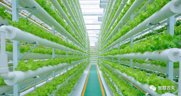 智慧农夫, 现代设施种植建设专项实施方案（2023—2030年）