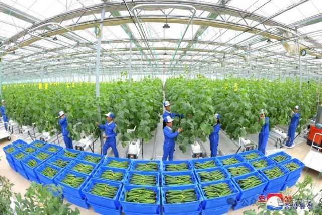 朝鲜江东综合温室农场喜获丰收