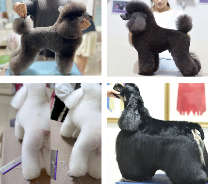 解决店面全身手剪难题,贵宾犬拉姆装造型修剪